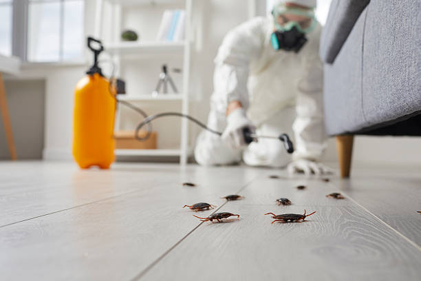 Post-Treatment Bed Bug Interceptor Monitoring in Susan Moore